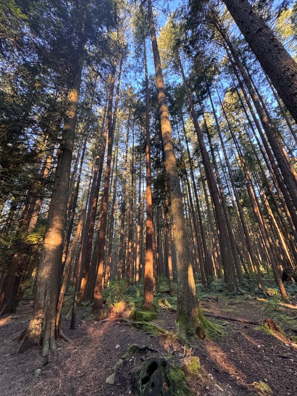 Hiking en Pacific Spirit 05-04-2025